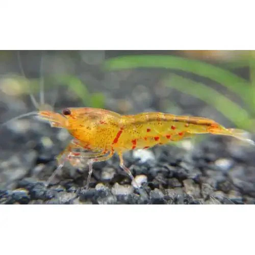 Shrimp Bundle - Skittle Pack x15 - Image 3
