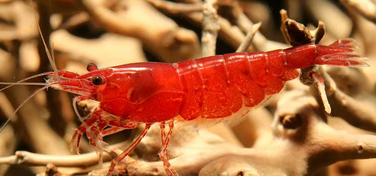 Shrimp Bundle - Skittle Pack x15 - Image 5