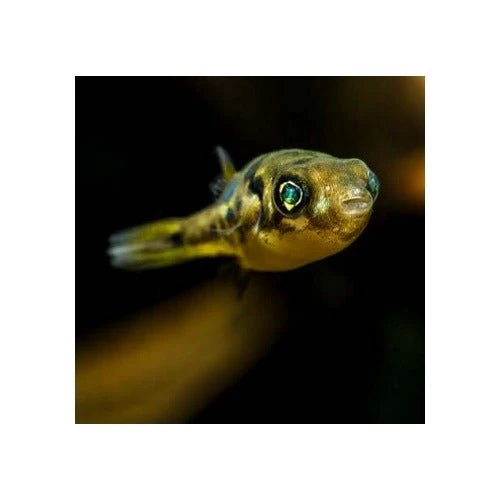 Pea Pufferfish