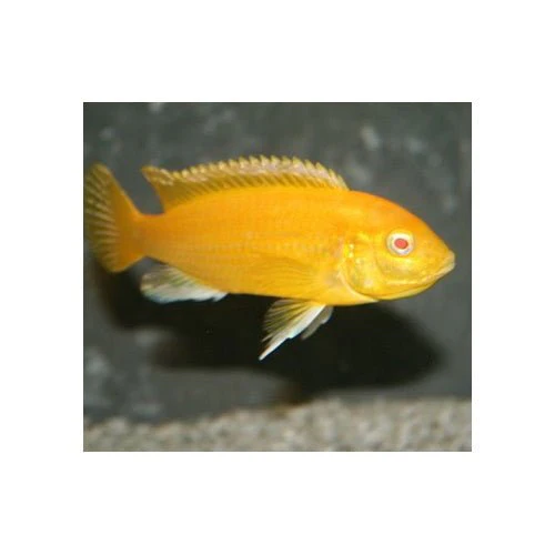 Albino Electric Yellow Cichlid