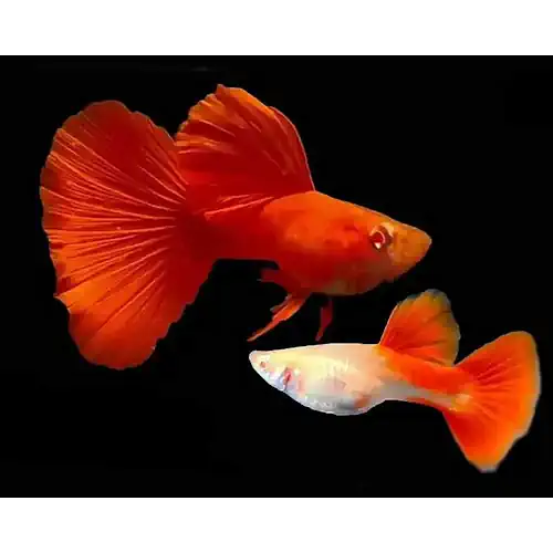 Albino Full Red Guppy Pairs