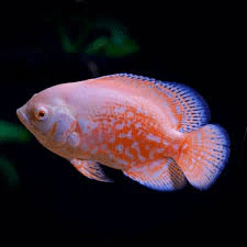 Albino Tiger Oscar S