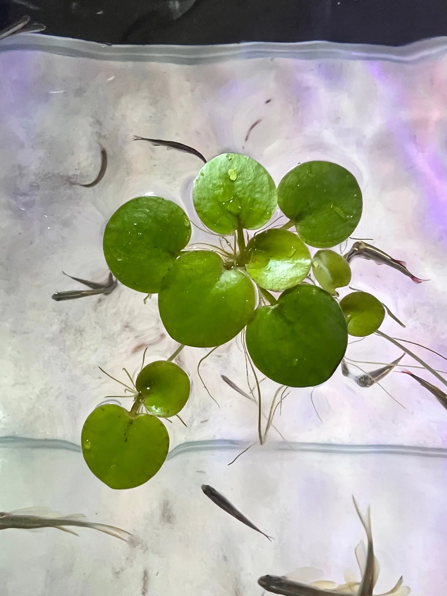 Amazon Frogbit