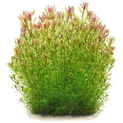 Aquarium Plants Mystery Box (Free Shipping) - Image 11