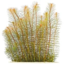 Aquarium Plants Mystery Box (Free Shipping) - Image 12