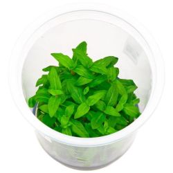 Aquarium Plants Mystery Box (Free Shipping) - Image 13