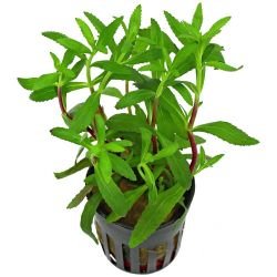 Aquarium Plants Mystery Box (Free Shipping) - Image 3