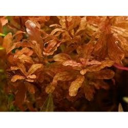 Aquarium Plants Mystery Box (Free Shipping) - Image 4