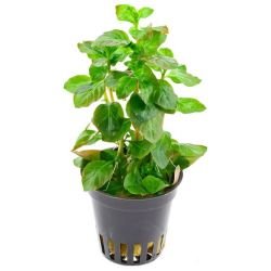 Aquarium Plants Mystery Box (Free Shipping) - Image 5