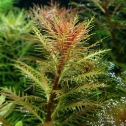 Aquarium Plants Mystery Box (Free Shipping) - Image 6