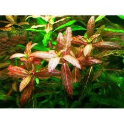 Aquarium Plants Mystery Box (Free Shipping) - Image 7