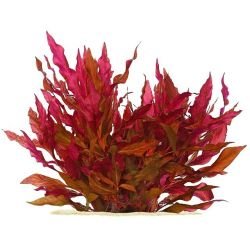 Aquarium Plants Mystery Box (Free Shipping) - Image 8