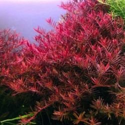 Aquarium Plants Mystery Box (Free Shipping) - Image 9