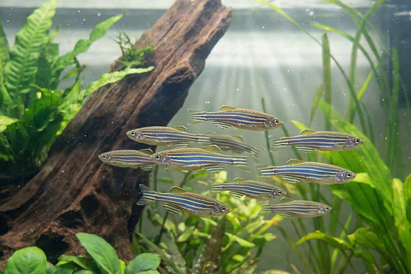 Assorted Danios - Image 2