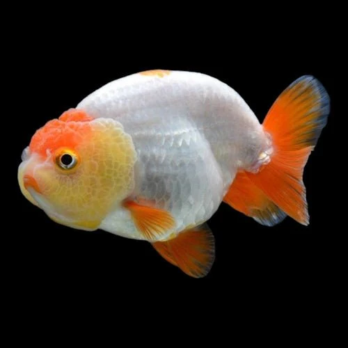 Assorted Lion Head Ranchu