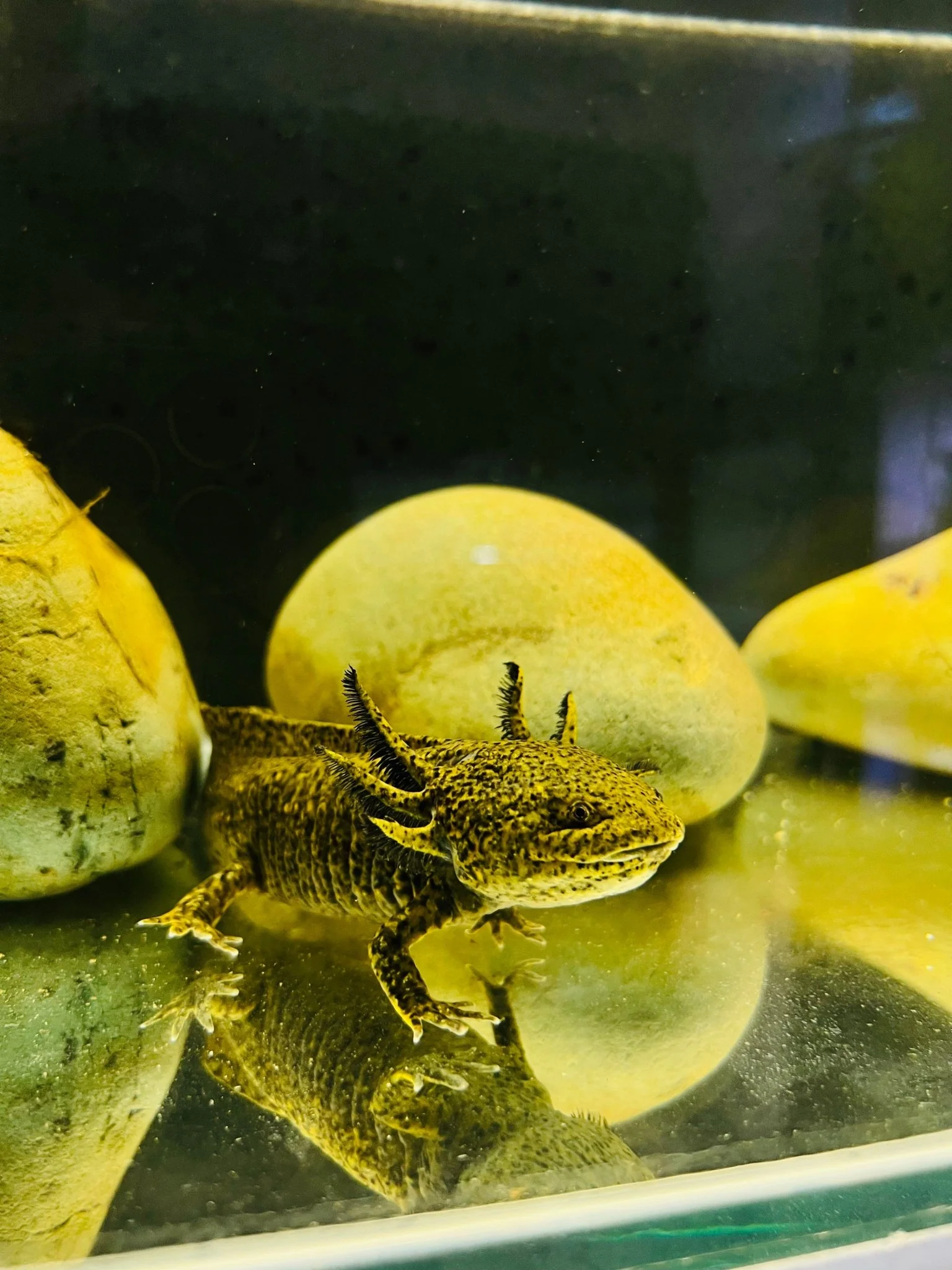 AXOLOTLS