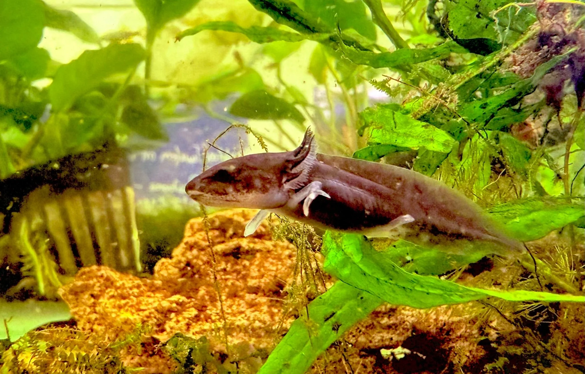 Baby Axolotls 10cm