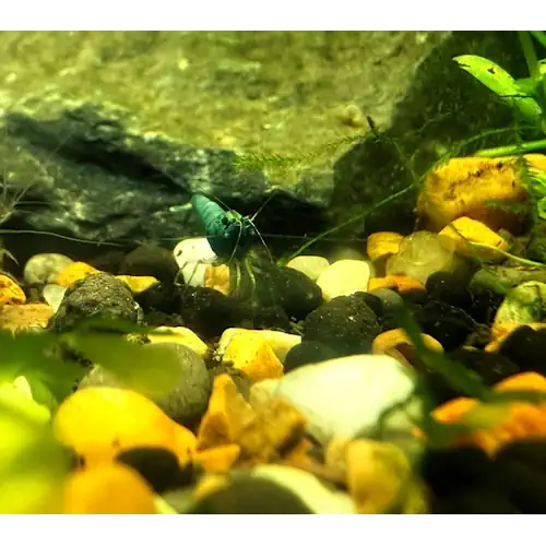 Blue Bolt Shrimp - Tap Water