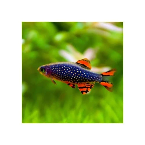Celestial Pearl Danios ($12EA WHEN YOU BUY 10)