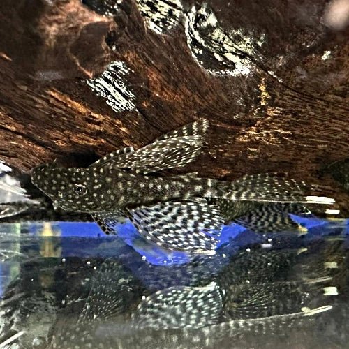 Longfin Bristlenose