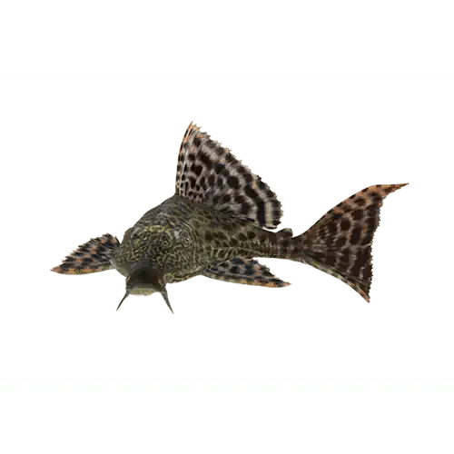 Plecostomus Catfish - Common Pleco