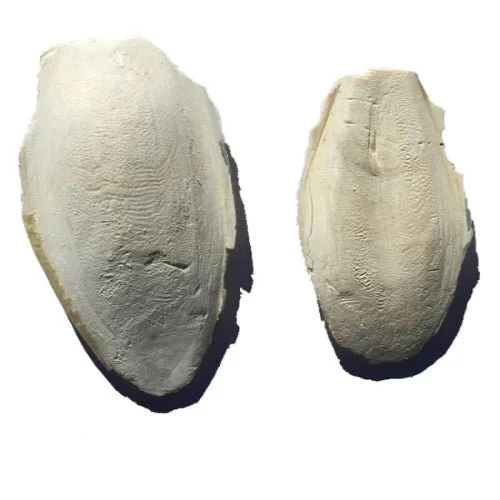 CUTTLEBONE 15cm