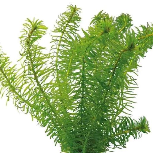 ELODEA - BUNCH