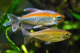 Congo Tetra Female