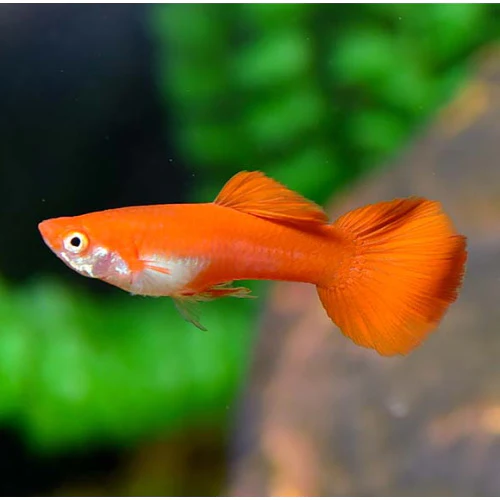GUPPY - FLAMINGO RED