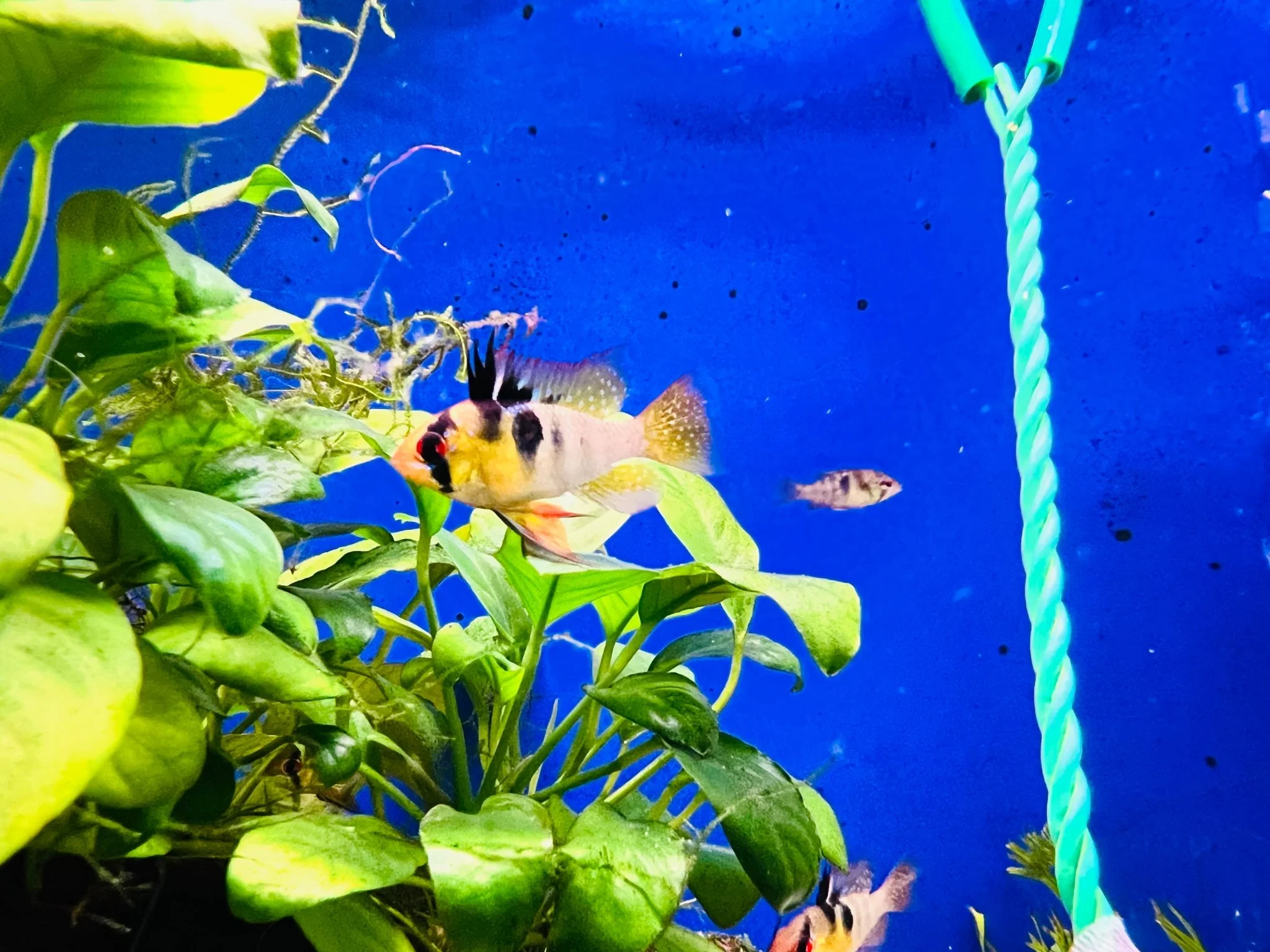 German Blue Rams- High Grade - Image 2