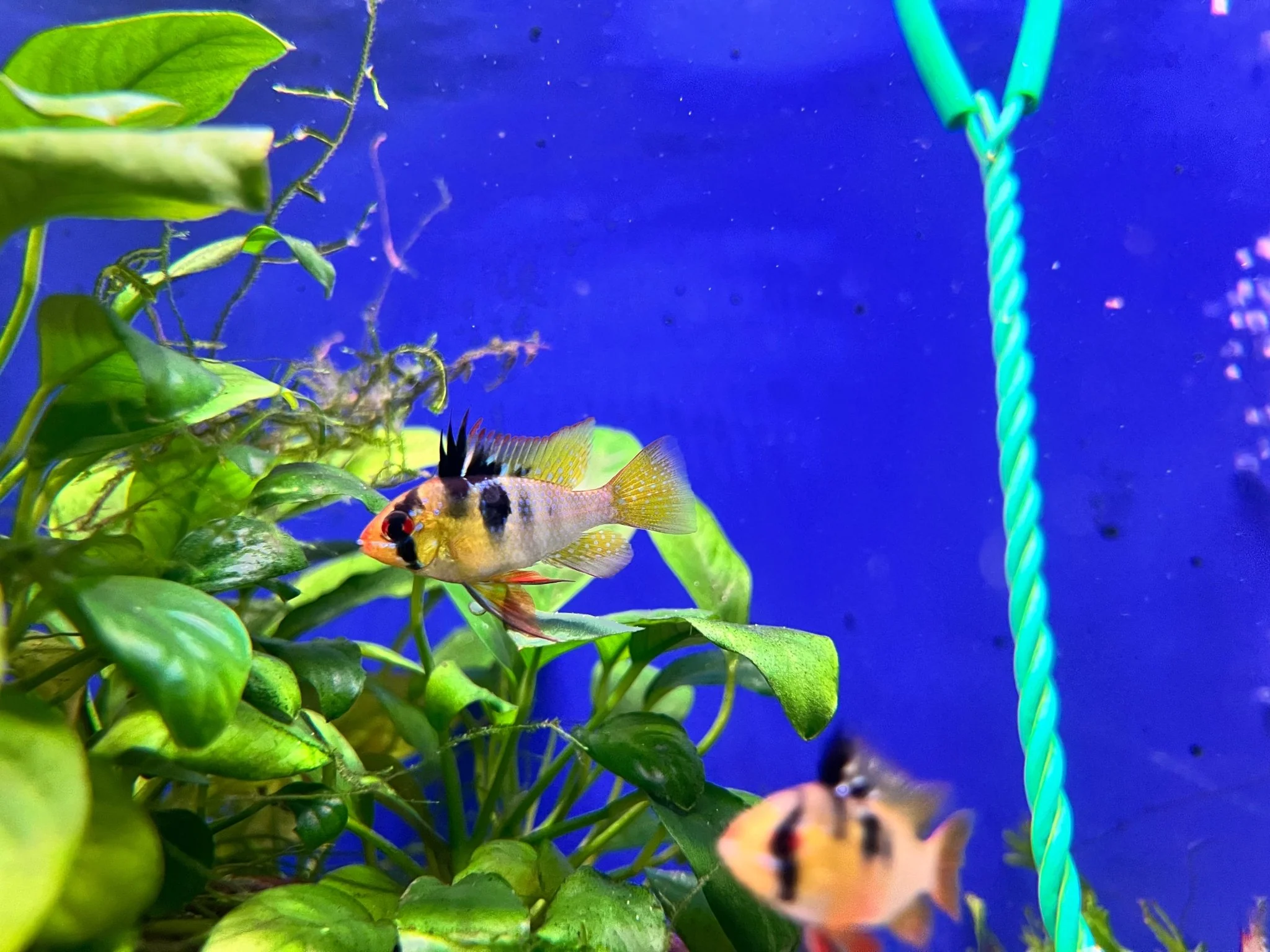 German Blue Rams- High Grade - Image 3