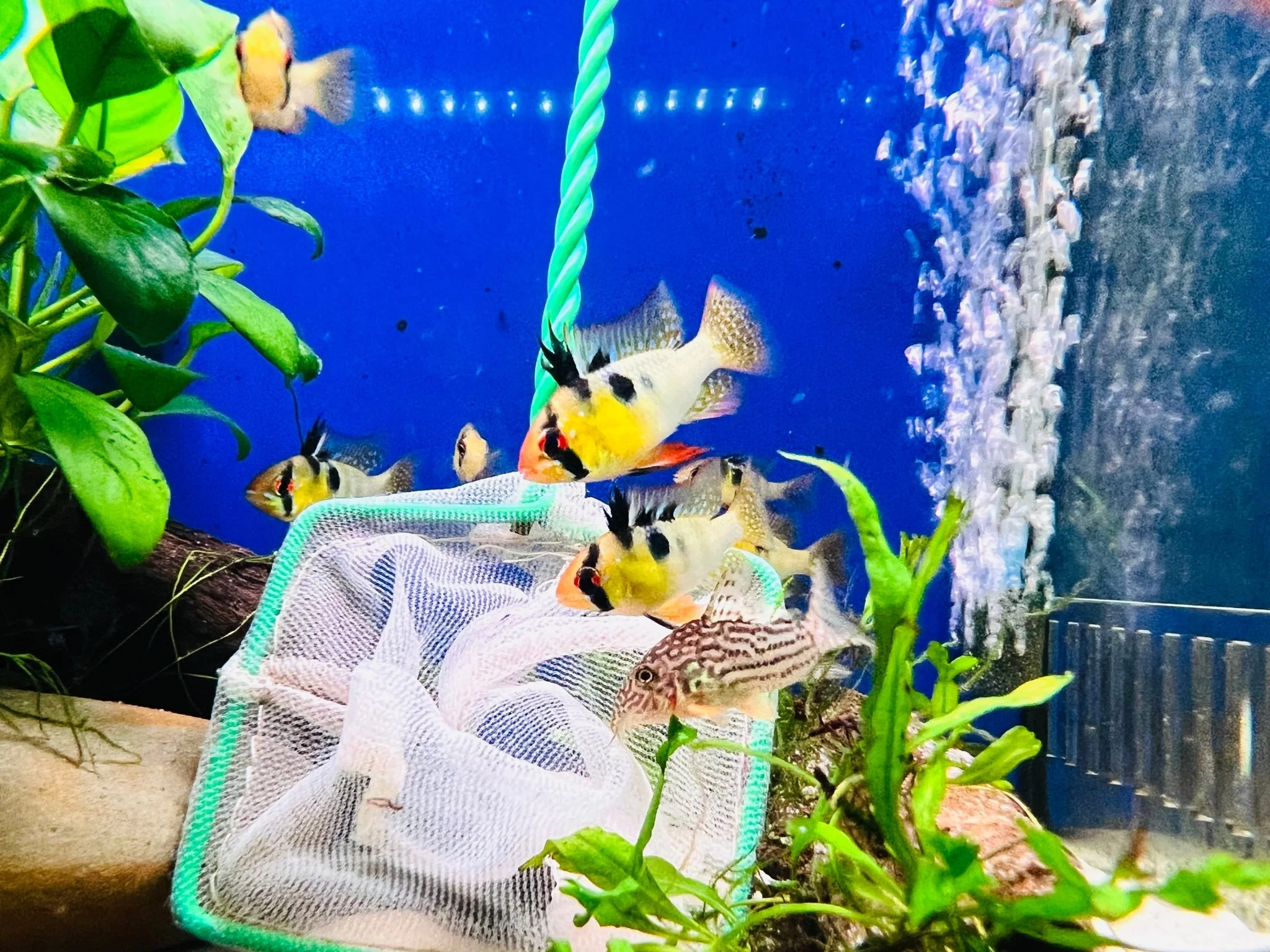 German Blue Rams- High Grade - Image 4