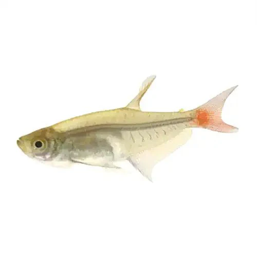 GLASS BLOODFIN TETRA