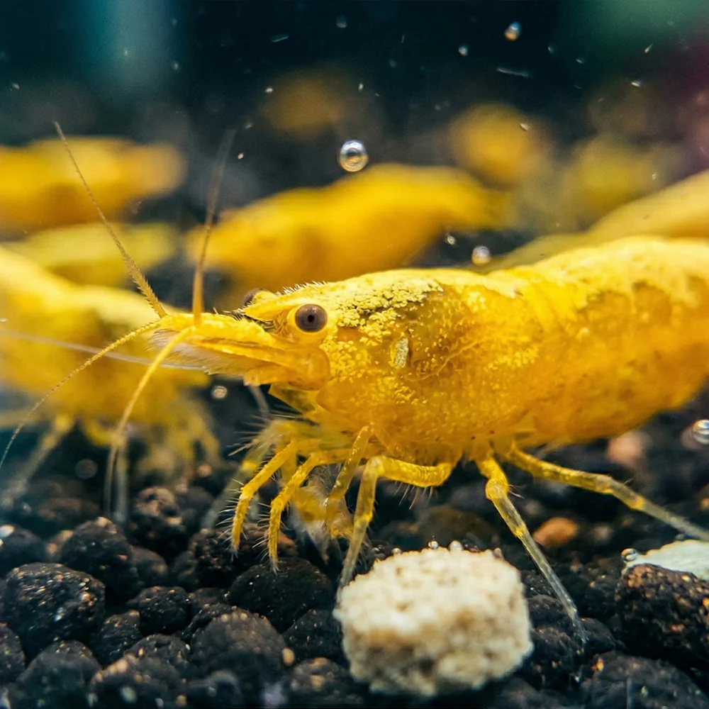 Goldback Yellow Neocaridina Shrimp - Image 2