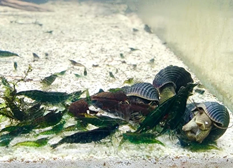 Shrimps