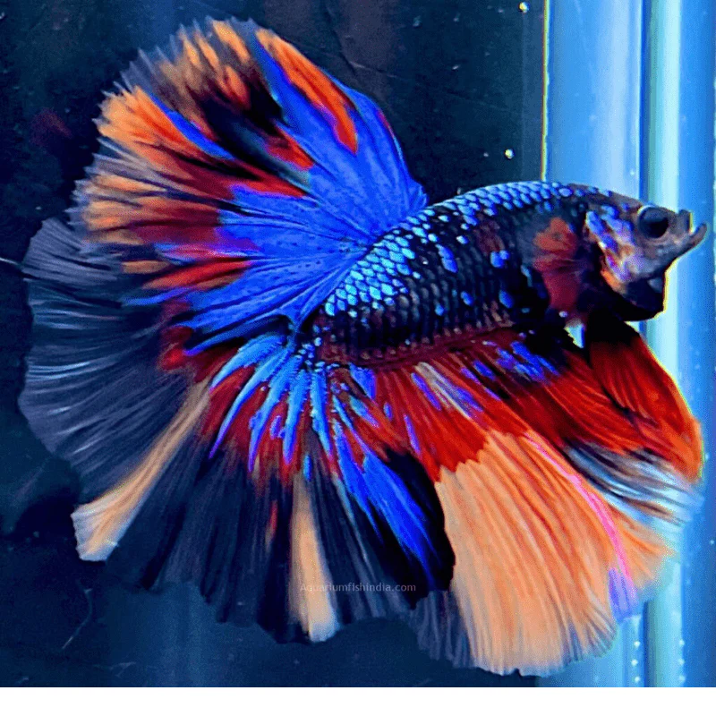 Lavender Full Moon Betta Lf
