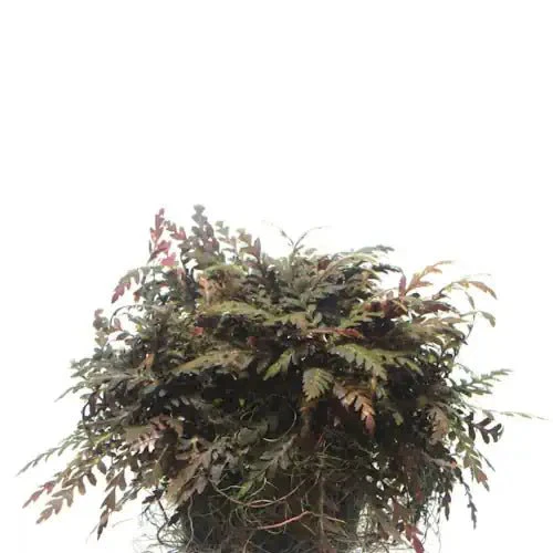 Hygrophila Pinnatifida Tissue Culture