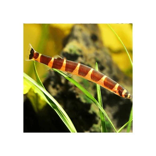 KULHI LOACH