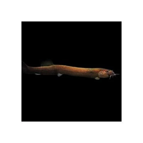 KULHI LOACH - BLACK