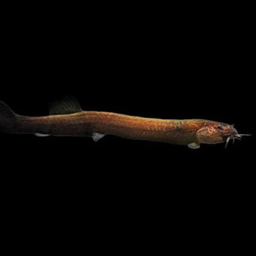 KULHI LOACH - BLACK - Image 2