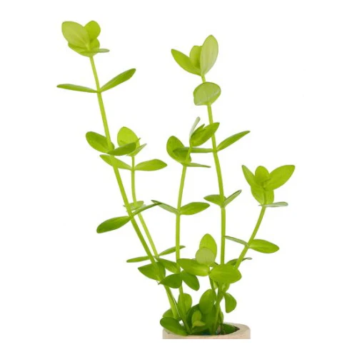 LINDERNIA ROTUNDIFOLIA
