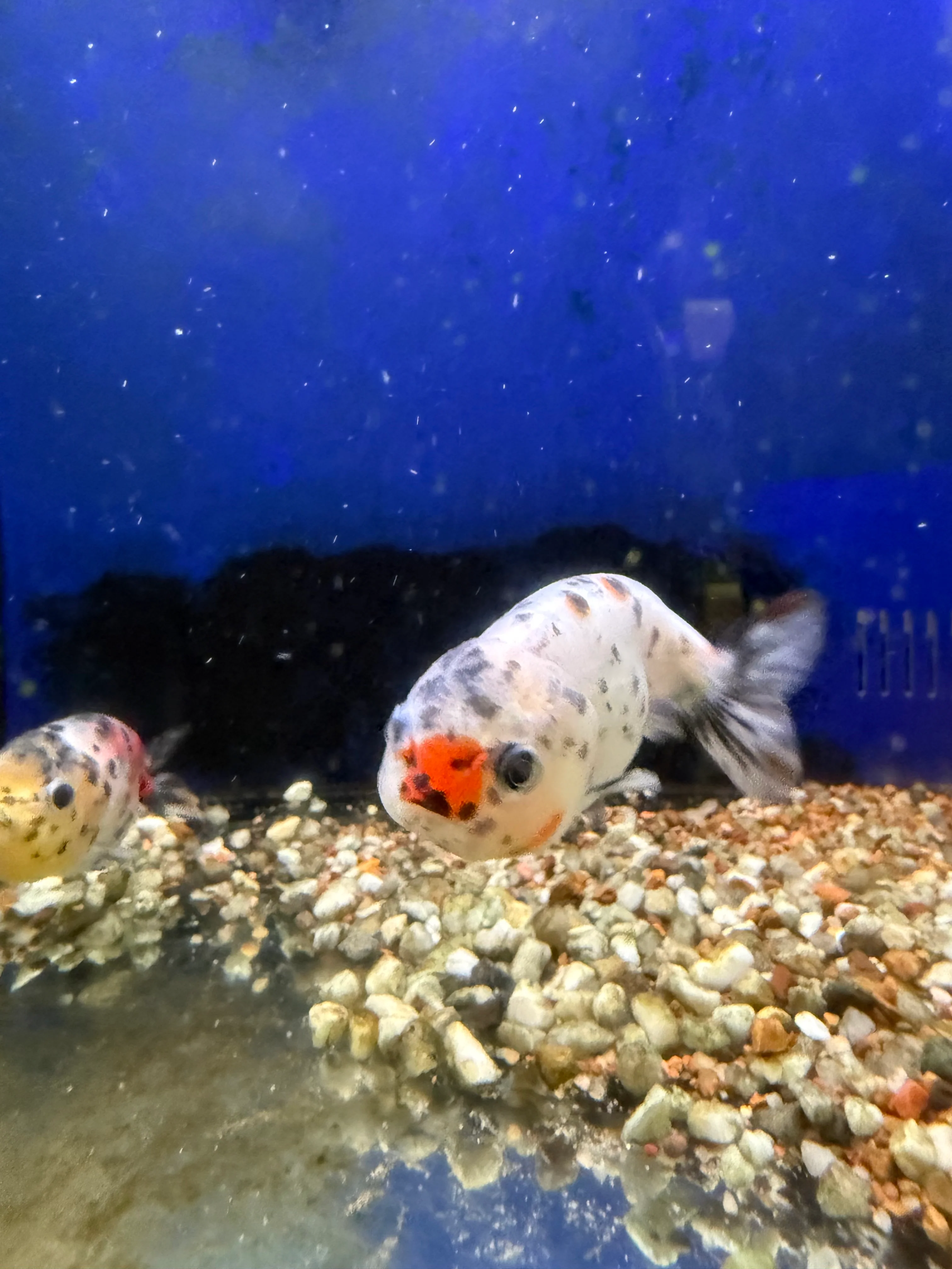 Lionhead Ranchu - Image 2