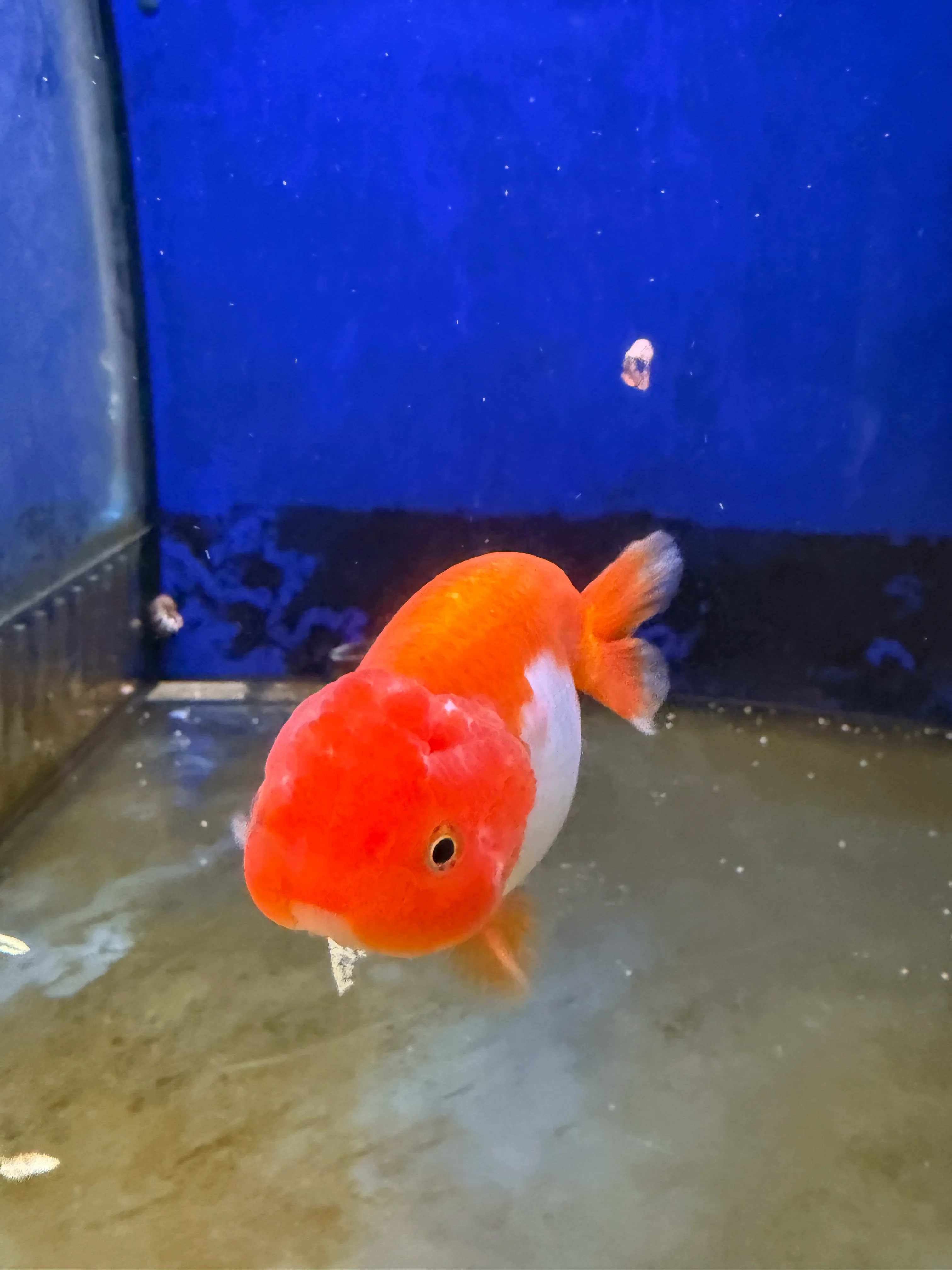 Lionhead Ranchu - Image 3