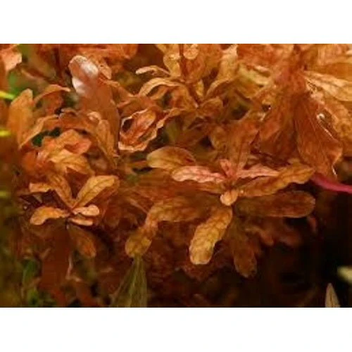 Ludwigia Inclinata