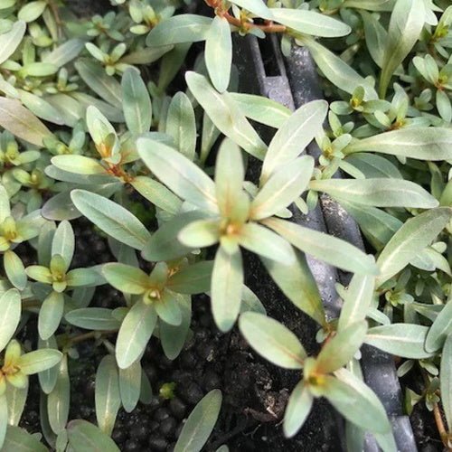 Ludwigia Inclinata - Image 2