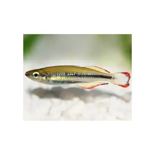 MADAGASCAR RAINBOW