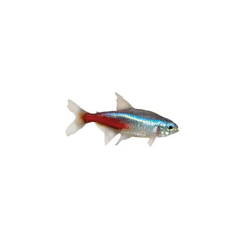 Neon Tetra - Buy 10 Get 2 Free