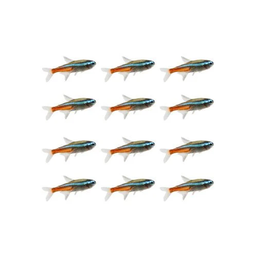 Neon Tetra - Buy 10 Get 2 Free - Image 2