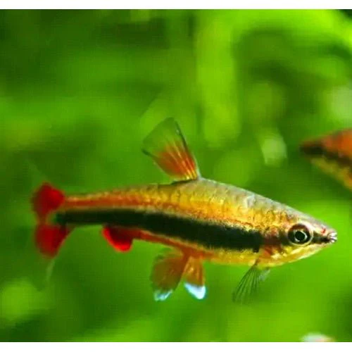 PENCIL FISH - GOLD - Image 2