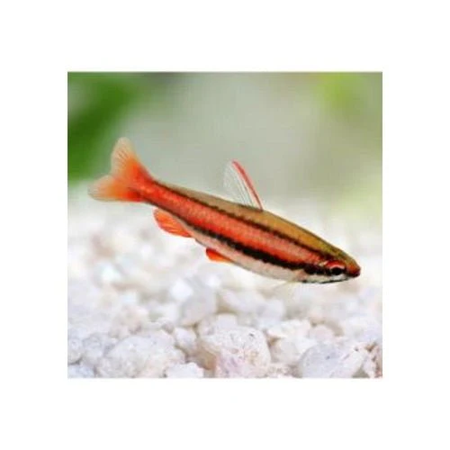 PENCIL FISH - Gold (Red Form)